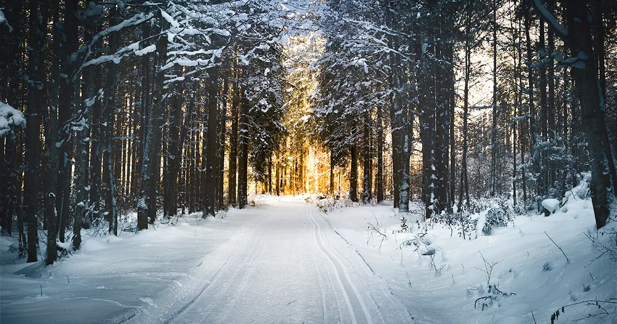 A picturesque landscape of snow covered lane through barren trees, into a sunrise.
